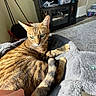 Xena is registered to the contest to win money with this photo: blanket, cabinet, carpet, cat, comfort, cozy, domestic_animal, floor, furniture, hand, home, indoor, living_room, pet, relaxing, resting, striped, sunlight, tabby_cat, tail