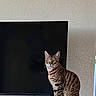 Xena is registered to the contest to win money with this photo: cat, tabby, striped, pet, animal, sitting, alert, indoor, feline, fur, eyes, tv, television, black, wall, home, domestic, mammal, curious, looking