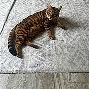 Xena joined the competition — help win amazing prizes! cat, tabby, pet, animal, indoor, relaxed, lying_down, green_eyes, fur, whiskers, floor, rug, textured_rug, wood_floor, striped, domestic_cat, cute, mammal, looking, alert