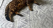 Xena joined the competition — help win amazing prizes! alert, animal, cat, cute, domestic_cat, floor, fur, green_eyes, indoor, looking, lying_down, mammal, pet, relaxed, rug, striped, tabby, textured_rug, whiskers, wood_floor