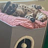 Xena is registered to the contest to win money with this photo: animal, blurred, cat, cat_house, cozy, cushion, daylight, feline, floor, furniture, gray, home, indoor, pet, pink, relaxing, resting, sleeping, toy_ball, window