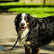 Ebby joined the competition — help win amazing prizes! animal, bernese_mountain_dog, black_fur, brown_fur, canine, dog, fence, fur, grass, happy, leash, nature, outdoor, path, pet, portrait, standing, sunlight, tongue_out, white_fur