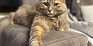 Princesse participe au concours pour gagner de l'argent avec cette photo : animal, armrest, blurred_background, cat, closeup, comfortable, cozy, domestic, feline, fluffy, fur, green_eyes, home, indoor, pet, portrait, relaxed, resting, sofa, whiskers