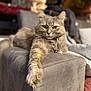 animal, armrest, blurred_background, cat, closeup, comfortable, cozy, domestic, feline, fluffy, fur, green_eyes, home, indoor, pet, portrait, relaxed, resting, sofa, whiskers