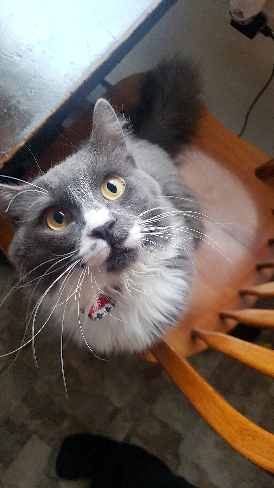 Thad is registered to the contest to win money with this photo: carnivore, cat, cat_supply, collar, felidae, fur, grey, iris, pet_supply, small_to_medium_sized_cats, snout, tongue, vertebrate, whiskers