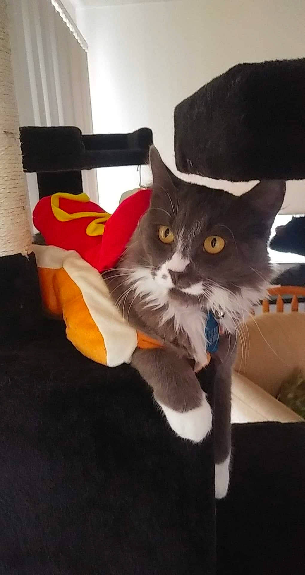 Thad is registered to the contest to win money with this photo: carnivore, cat, costume_accessory, domestic_short_haired_cat, felidae, fur, small_to_medium_sized_cats, stuffed_toy, tail, vertebrate, whiskers