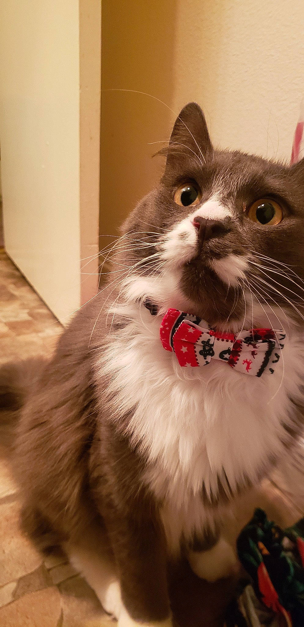 Thad is registered to the contest to win money with this photo: carnivore, cat, collar, dog_collar, felidae, floor, fur, iris, natural_material, pet_supply, small_to_medium_sized_cats, snout, tile, vertebrate, whiskers