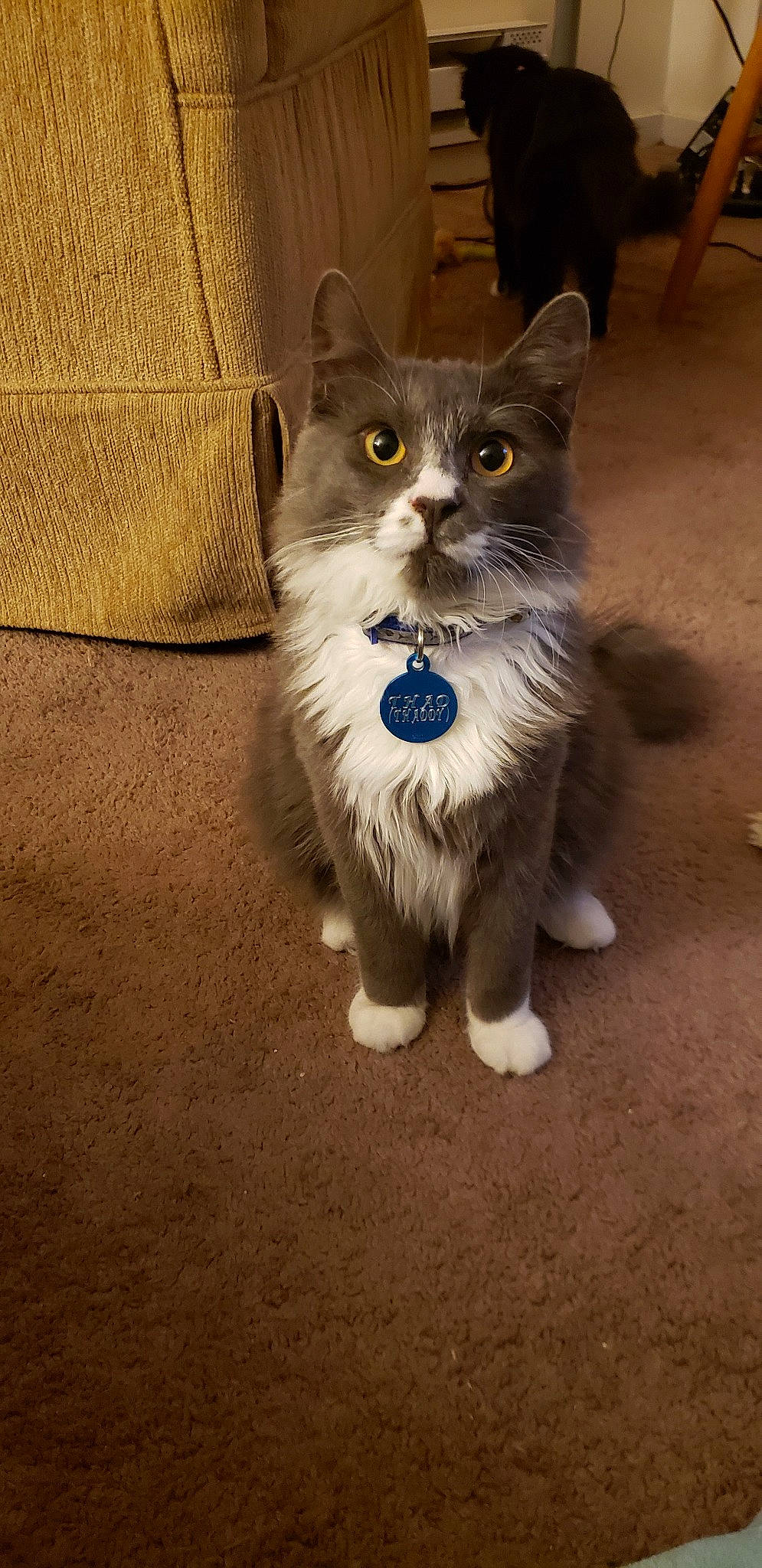 Thad joined the competition — help win amazing prizes! carnivore, cat, curious, felidae, floor, flooring, fur, paw, small_to_medium_sized_cats, snout, tail, whiskers