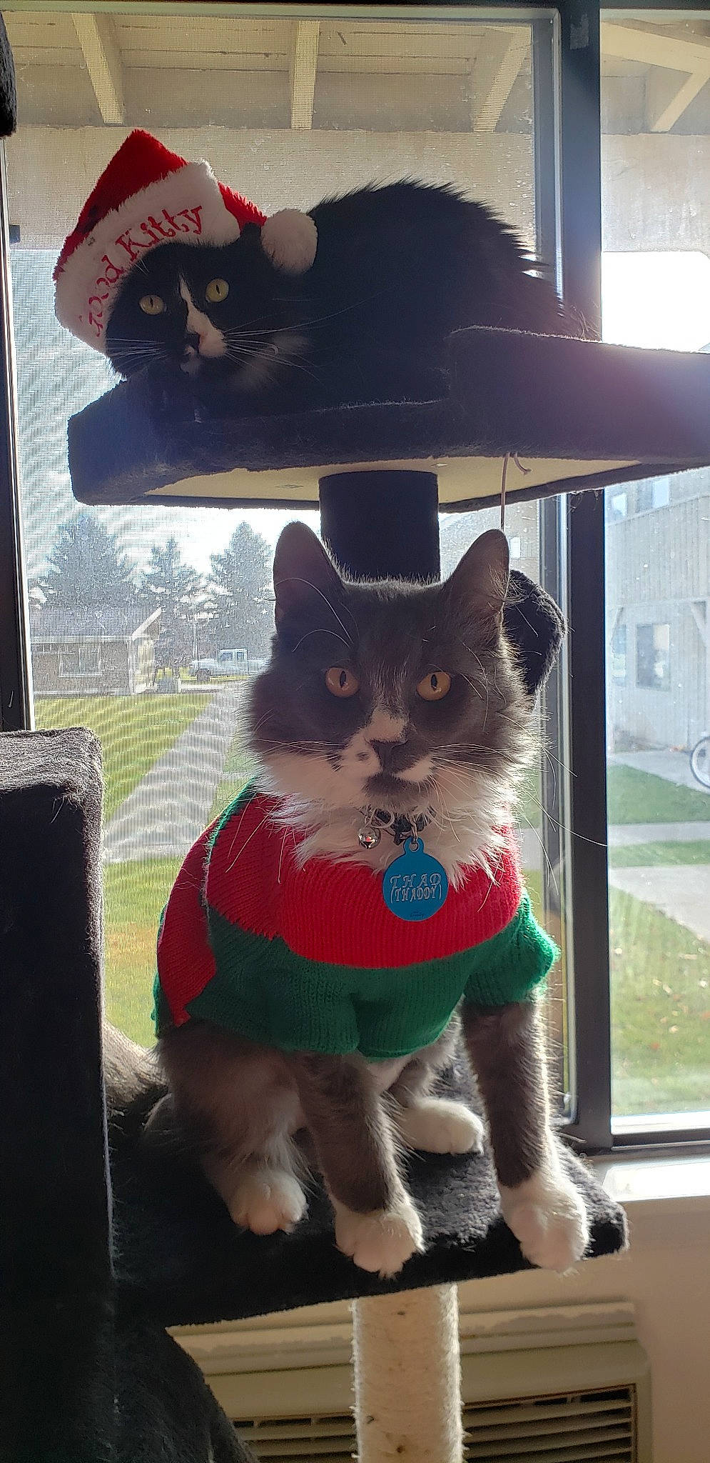 Thad joined the competition — help win amazing prizes! carnivore, cat, collar, costume_accessory, curious, dog_clothes, dog_supply, felidae, fur, glass, kitten, pet_supply, small_to_medium_sized_cats, snout, transparent_material, vertebrate, whiskers