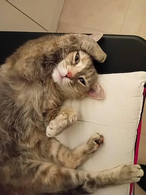 Poulpy a rejoint le concours — aidez-le/la à gagner de superbes lots ! carnivore, cat, claw, comfort, domestic_short_haired_cat, fawn, felidae, fur, grey, maine_coon, natural_material, paw, small_to_medium_sized_cats, snout, tail, terrestrial_animal, whiskers