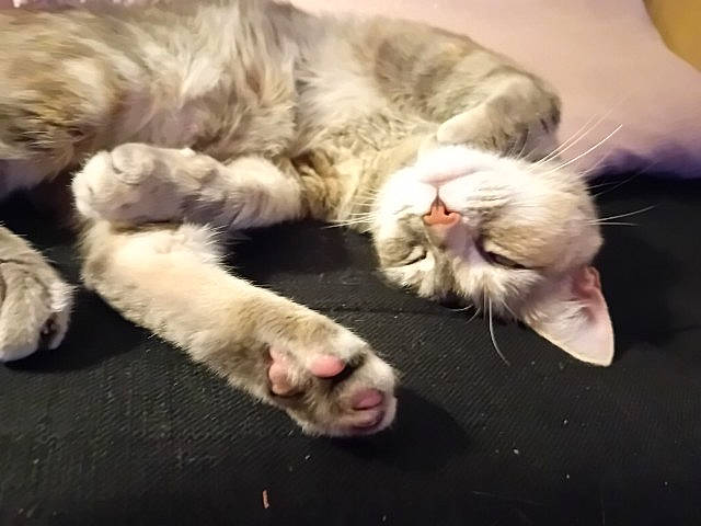 Poulpy a rejoint le concours — aidez-le/la à gagner de superbes lots ! canidae, carnivore, cat, claw, cloud, comfort, companion_dog, domestic_short_haired_cat, fawn, felidae, fur, mammal, nap, paw, small_to_medium_sized_cats, snout, sporting_group, tail, vertebrate, whiskers