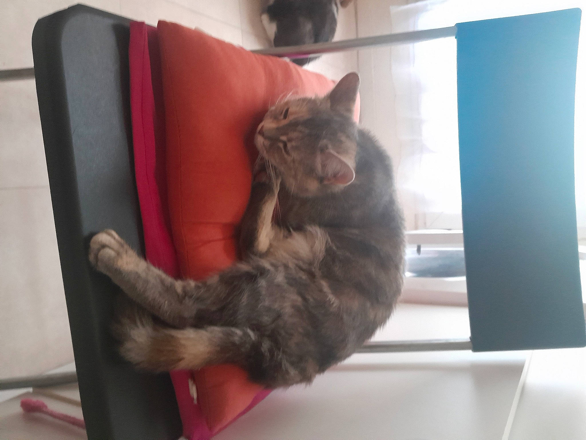 Poulpy a rejoint le concours — aidez-le/la à gagner de superbes lots ! carnivore, cat, claw, comfort, domestic_short_haired_cat, felidae, flooring, fur, hardwood, paw, room, small_to_medium_sized_cats, tail, whiskers, window, wood