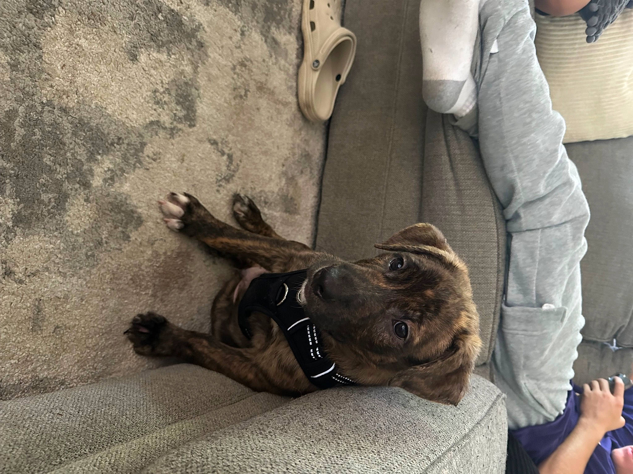 Duke is registered to the contest to win money with this photo: canidae, carnivore, comfort, companion_dog, dog, dog_breed, fawn, flooring, foot, gesture, grey, human_leg, knee, leg, shoe, snout, sporting_group, thigh, wood, working_animal