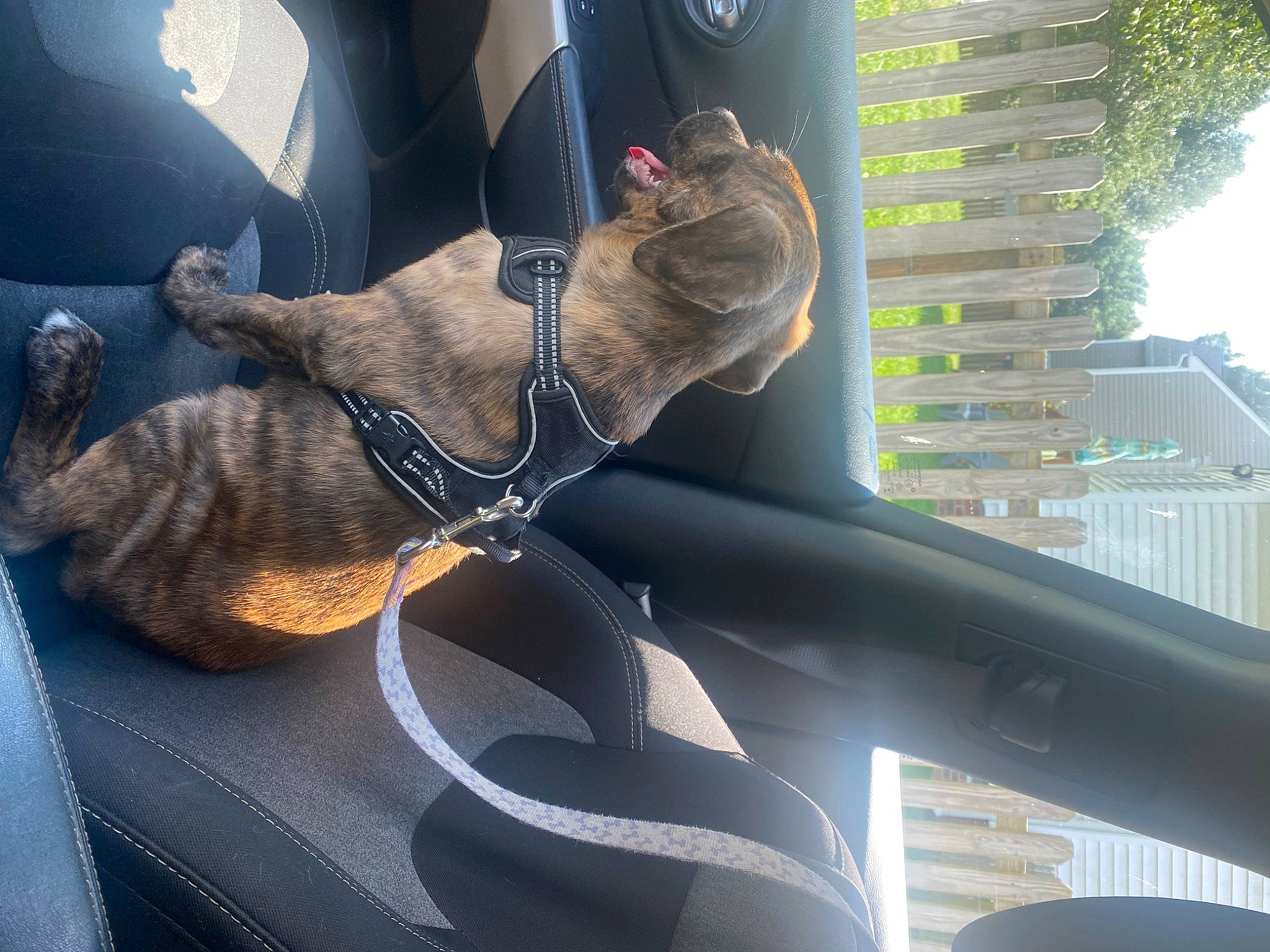 Duke is registered to the contest to win money with this photo: auto_part, automotive_window_part, car_seat, eyewear, fish, foot, gesture, glass, hood, human_leg, luxury_vehicle, metal, sporting_group, steering_wheel, sunglasses, tail, vehicle, vehicle_door, window, windshield