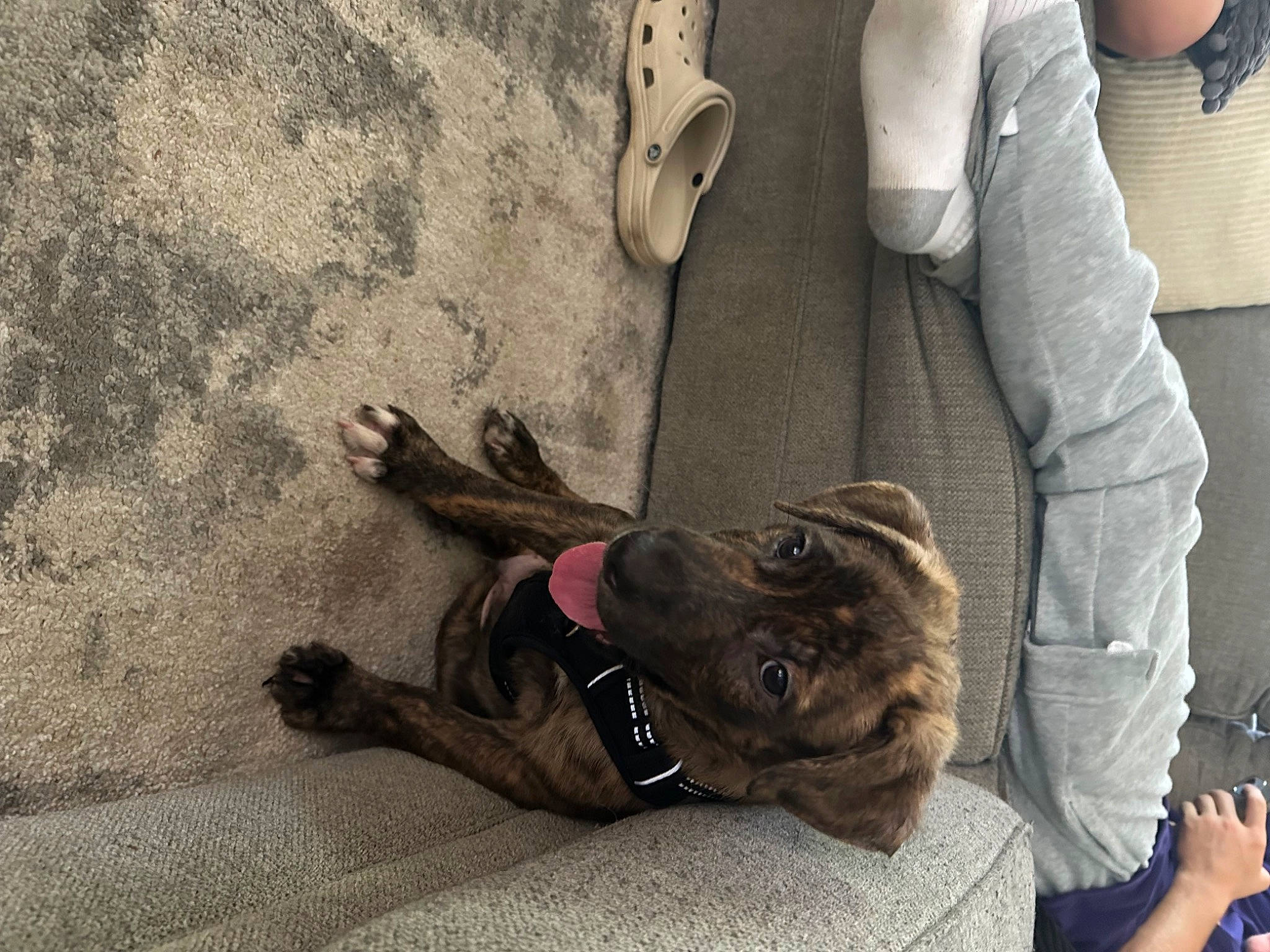 Duke joined the competition — help win amazing prizes! carnivore, comfort, companion_dog, denim, dog, dog_breed, flooring, foot, fun, fur, gesture, grey, human_leg, joint, knee, outdoor_shoe, recreation, sitting, thigh, wood