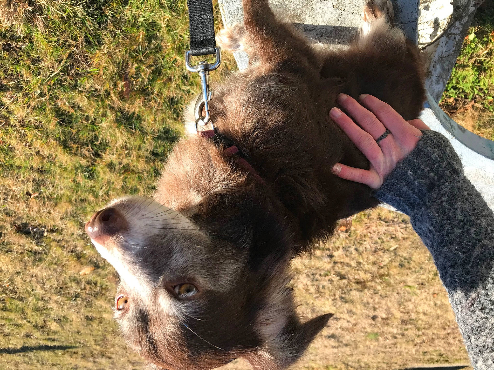 Lassie is registered to the contest to win money with this photo: camel, camelid, dog_breed, fawn, fur, liver, pack_animal, paw, shadow, skin, snout, terrestrial_animal, vertebrate, working_animal, wrinkle