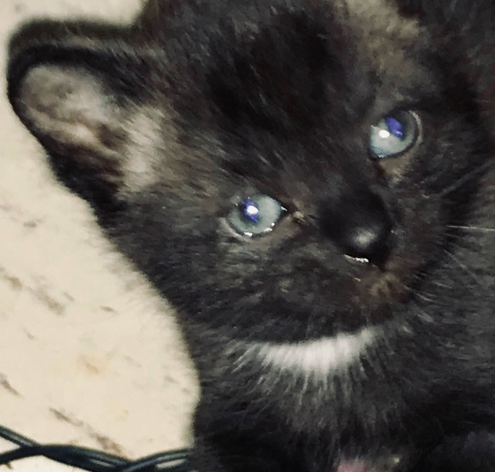 Ms.spookie Jr Dookie is registered to the contest to win money with this photo: carnivore, cat, close_up, electric_blue, felidae, fur, small_to_medium_sized_cats, snout, terrestrial_animal, whiskers