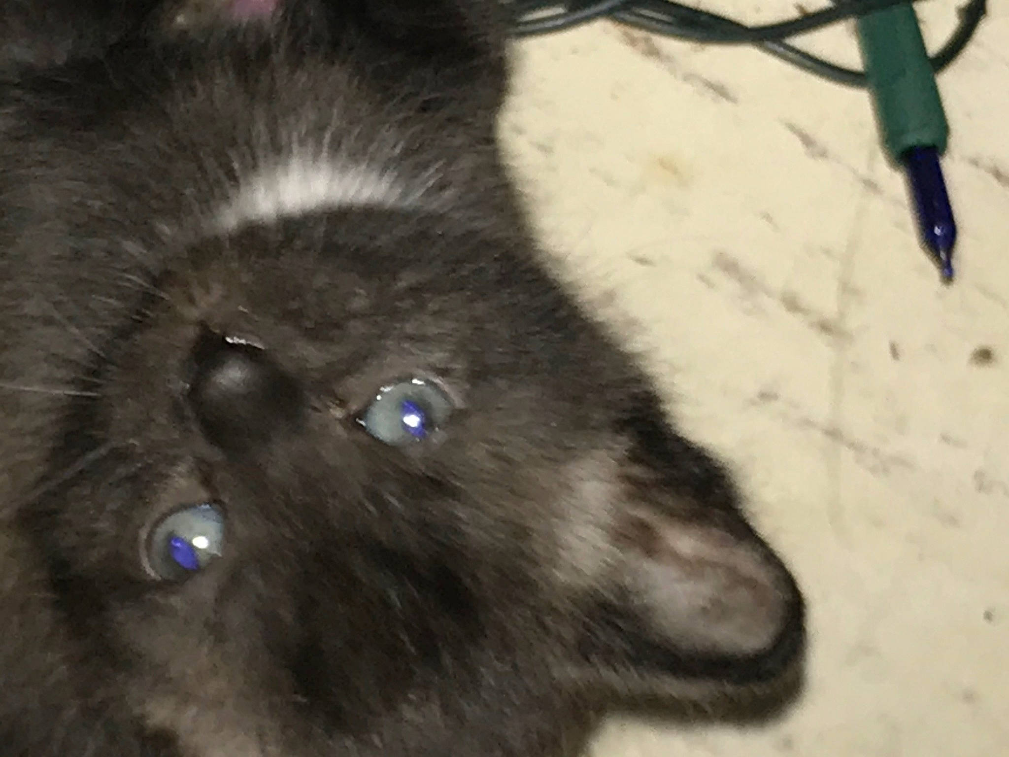 Ms.spookie Jr Dookie