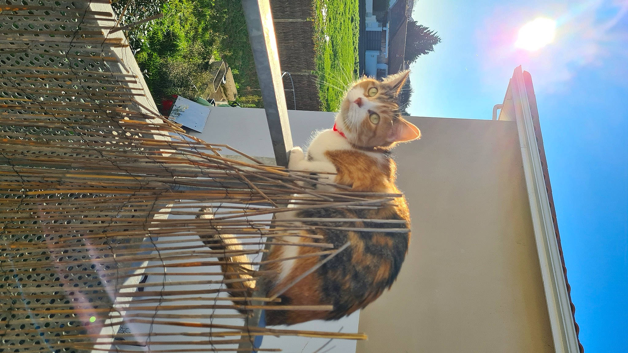 Scarlett a rejoint le concours — aidez-le/la à gagner de superbes lots ! animal_shelter, beak, building, carnivore, cat, fawn, felidae, light, mammal, pet_supply, plant, sky, small_to_medium_sized_cats, snout, tail, terrestrial_animal, tree, whiskers, window, wood