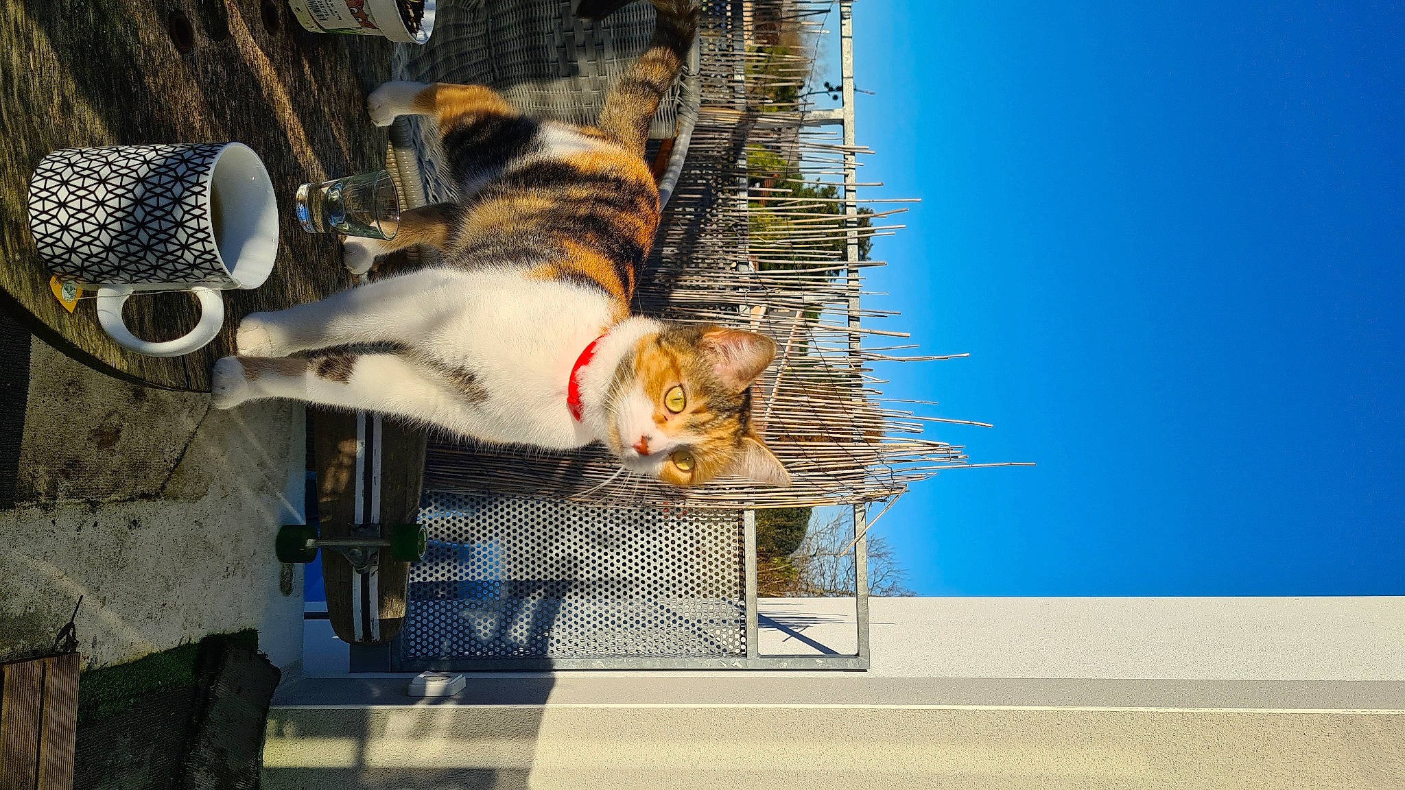 Scarlett participe au concours pour gagner de l'argent avec cette photo : animal_shelter, audio_equipment, canidae, carnivore, cat, collar, domestic_short_haired_cat, felidae, fur, mechanical_fan, pet_supply, rectangle, sky, small_to_medium_sized_cats, sporting_group, tail, whiskers, window