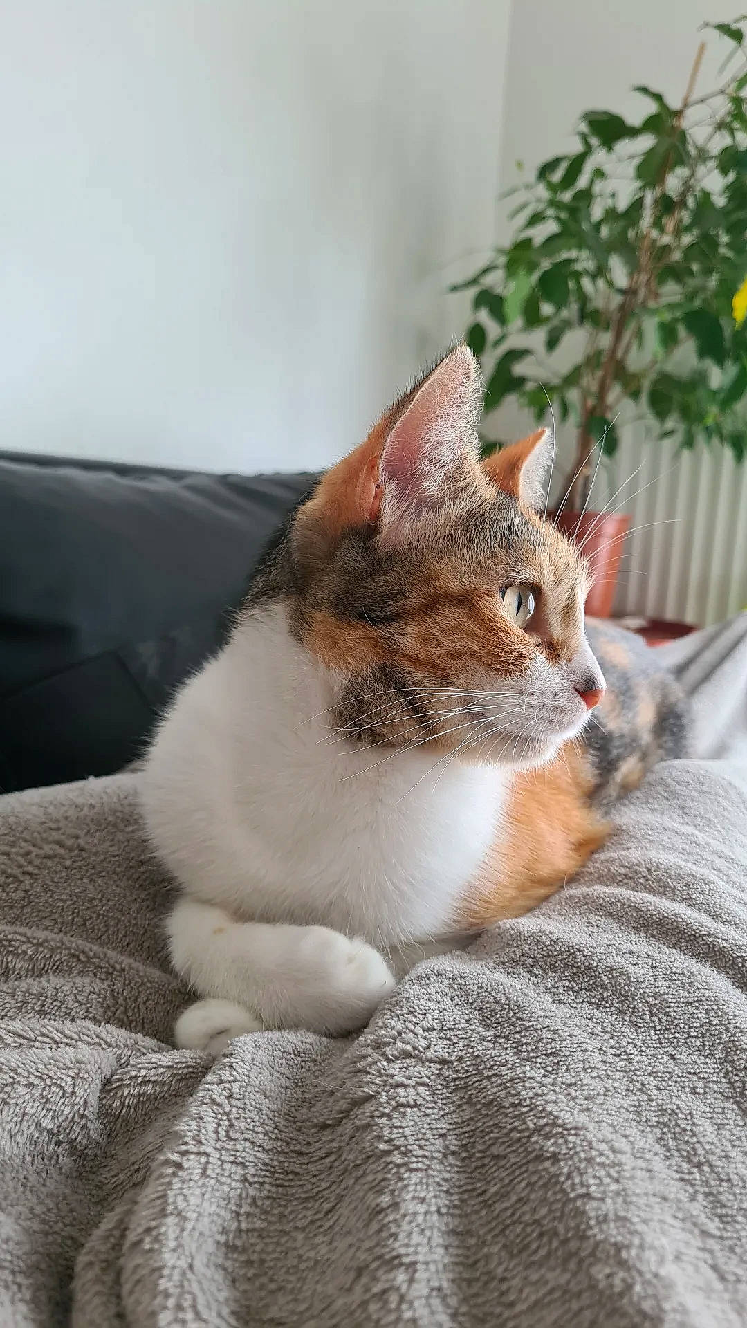 Scarlett participe au concours pour gagner de l'argent avec cette photo : carnivore, cat, comfort, domestic_short_haired_cat, felidae, fur, grass, grey, paw, plant, sitting, small_to_medium_sized_cats, tail, tree, whiskers, window, wood