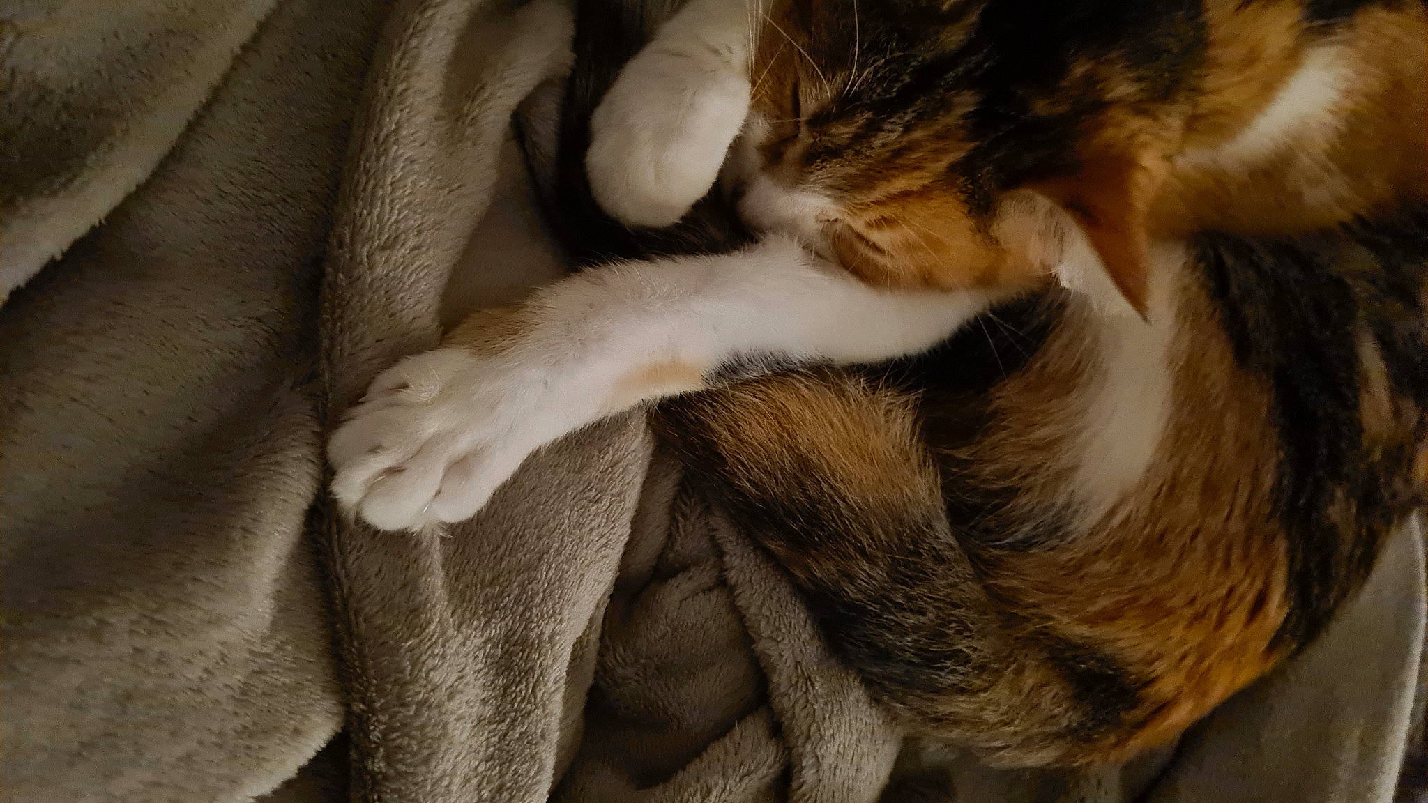 Scarlett a rejoint le concours — aidez-le/la à gagner de superbes lots ! carnivore, cat, claw, comfort, companion_dog, dog_breed, domestic_short_haired_cat, ear, fawn, felidae, fur, human_leg, nap, paw, small_to_medium_sized_cats, snout, sporting_group, tail, whiskers, wood