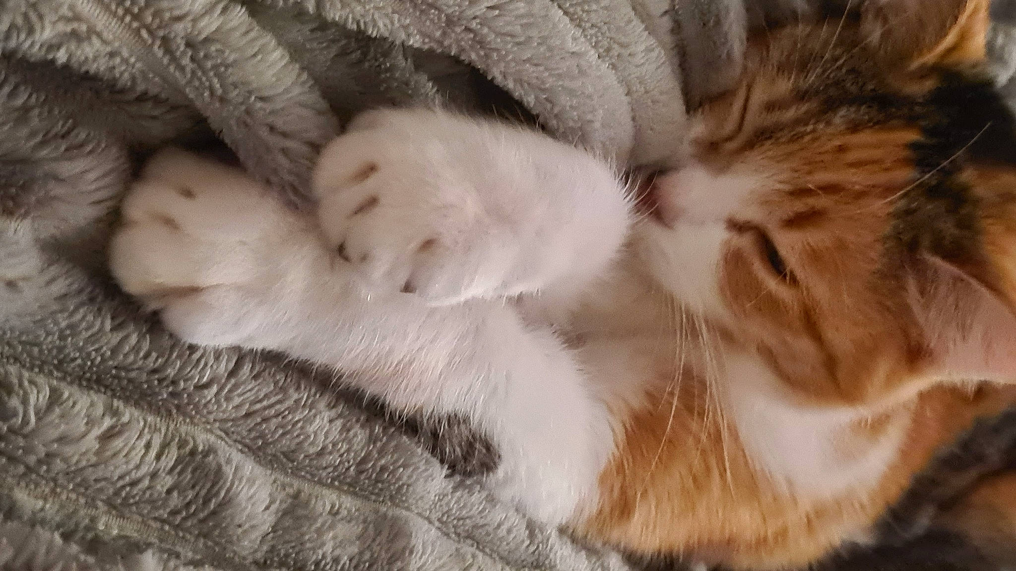 Scarlett participe au concours pour gagner de l'argent avec cette photo : carnivore, cat, claw, comfort, domestic_short_haired_cat, fawn, felidae, fur, grey, linens, nap, paw, sleep, small_to_medium_sized_cats, snout, tail, whiskers