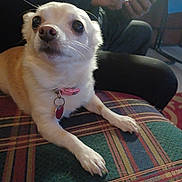 Daisy Mae is registered to the contest to win money with this photo: accessories, adult, animal, canine, chihuahua, couch, dog, electronics, face, furniture, head, homedecor, male, man, mobilephone, person, pet, phone, puppy, strap