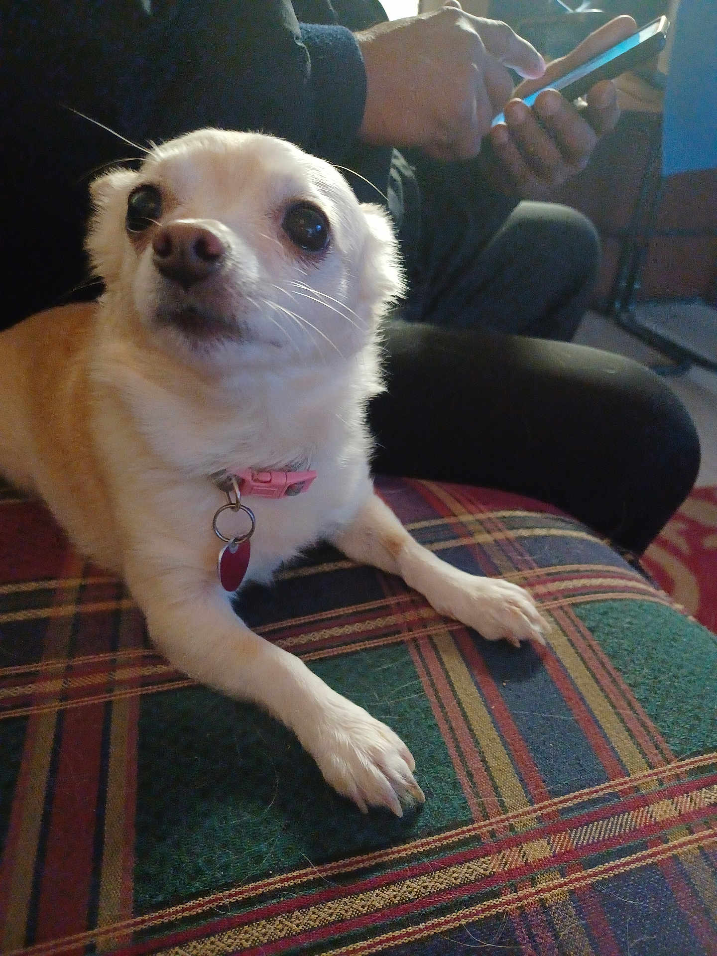 Daisy Mae is registered to the contest to win money with this photo: accessories, adult, animal, canine, chihuahua, couch, dog, electronics, face, furniture, head, homedecor, male, man, mobilephone, person, pet, phone, puppy, strap