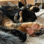 Aloha a rejoint le concours — aidez-le/la à gagner de superbes lots ! cat, tortoiseshell, paw, pink_paw_pads, fur, close_up, fluffy_blanket, indoor, relaxing, sleepy, pet, animal, cozy, whiskers, soft, resting, cute, domestic_cat, feline, bedroom
