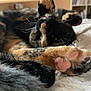 cat, tortoiseshell, paw, pink_paw_pads, fur, close_up, fluffy_blanket, indoor, relaxing, sleepy, pet, animal, cozy, whiskers, soft, resting, cute, domestic_cat, feline, bedroom