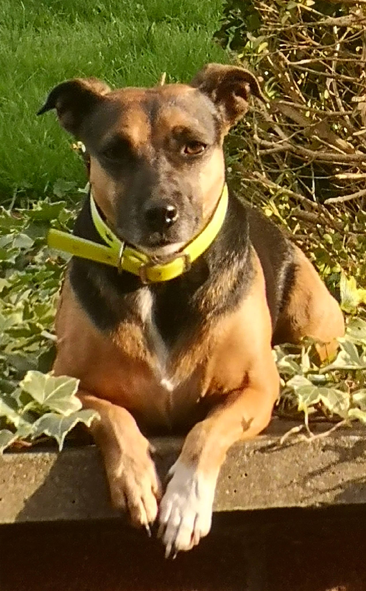 Dixie participe au concours pour gagner de l'argent avec cette photo : canidae, carnivore, collar, companion_dog, dog, dog_breed, dog_collar, dog_supply, fawn, grass, liver, pet_supply, plant, snout, sporting_group, street_dog, terrestrial_animal, whiskers, working_animal, working_dog