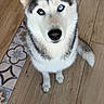 dog, husky, heterochromia, blue_eye, brown_eye, pet, animal, sitting, wooden_floor, tile, indoor, fur, ears, cute, canine, looking_up, portrait, companion, domestic_animal, friendly