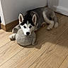 Royce a rejoint le concours — aidez-le/la à gagner de superbes lots ! husky, puppy, dog, indoor, wooden_floor, plush_toy, resting, blue_eyes, pet, animal, cute, young_dog, flooring, white_wall, door, looking_at_camera, domestic, house, cozy, companion