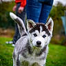 Royce a rejoint le concours — aidez-le/la à gagner de superbes lots ! puppy, dog, siberian_husky, blue_eyes, grass, outdoor, pet, animal, cute, young, fur, blurred_background, person, jeans, red_jacket, nature, walking, canine, playful, garden