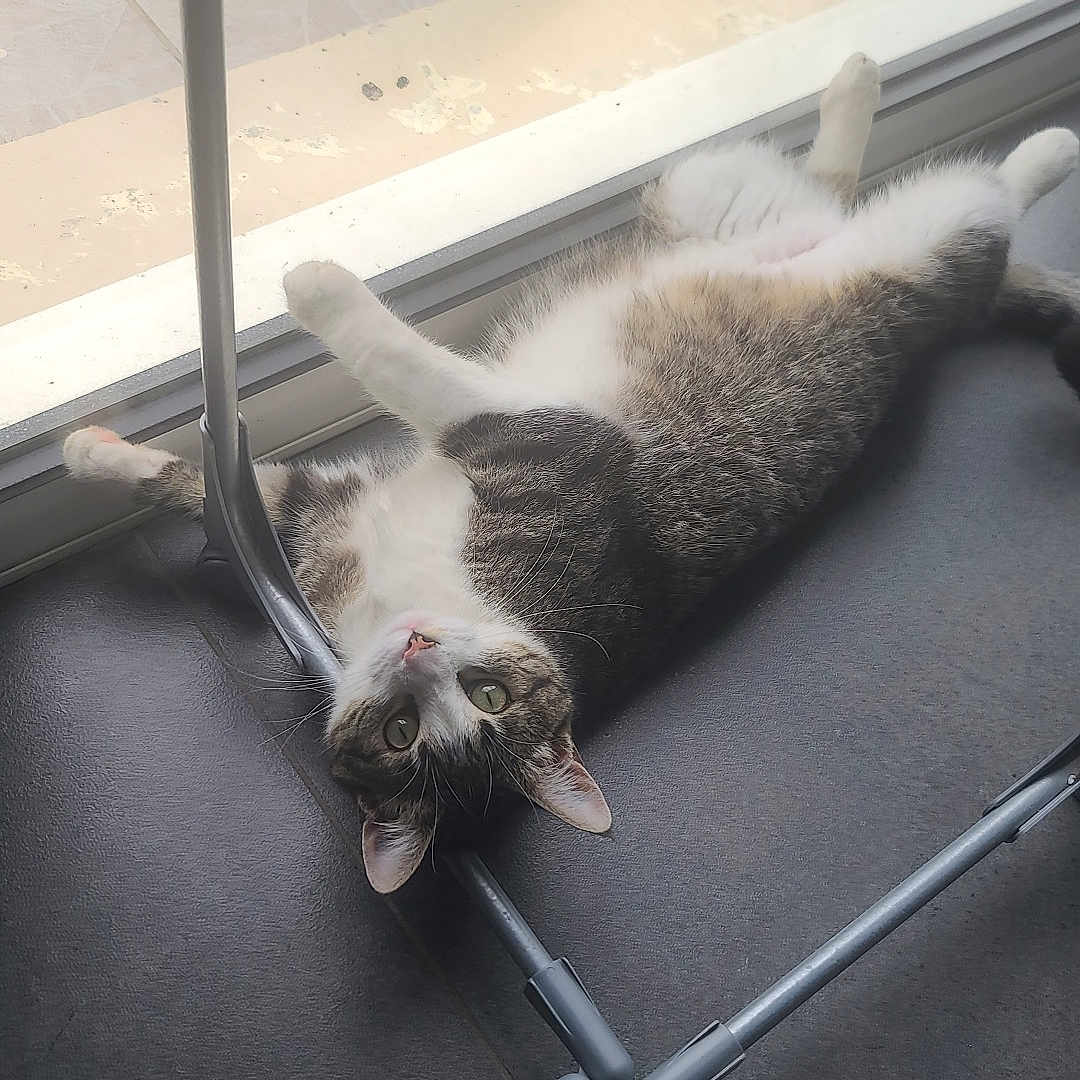 Stitch a rejoint le concours — aidez-le/la à gagner de superbes lots ! animal, cat, curious, daylight, floor, glass_door, home, indoor, lying_down, metal_frame, paws, pet, playful, relaxed, resting, tabby, tile, upside_down, whiskers, window