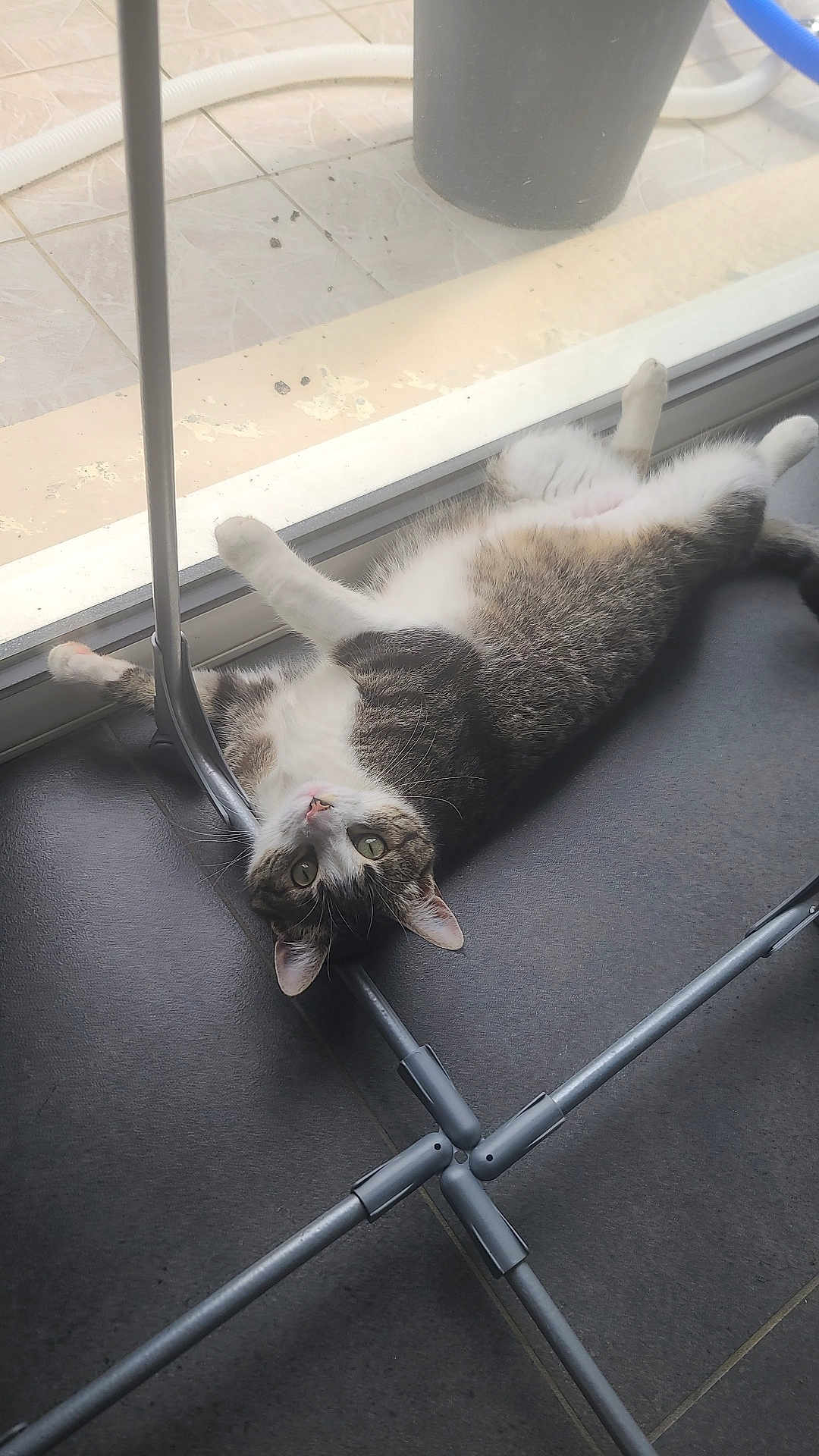 Stitch a rejoint le concours — aidez-le/la à gagner de superbes lots ! cat, tabby, indoor, floor, tile, glass_door, metal_frame, relaxed, lying_down, upside_down, curious, whiskers, paws, home, pet, animal, playful, window, daylight, resting