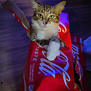 Ruby is registered to the contest to win money with this photo: cat, tabby, cardboard_box, coca_cola, indoor, wooden_floor, pet, feline, curious, relaxed, paws, green_eyes, box, torn_box, closeup, animal, domestic_animal, looking_at_camera, light_shadow, floor