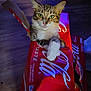 cat, tabby, cardboard_box, coca_cola, indoor, wooden_floor, pet, feline, curious, relaxed, paws, green_eyes, box, torn_box, closeup, animal, domestic_animal, looking_at_camera, light_shadow, floor