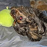 Clyde joined the competition — help win amazing prizes! animal, bed, bedding, comfort, companion, cozy, cute, dog, domestic_animal, fur, furry, indoor, pet, plush_toy, red_eye, relaxation, resting, sleepy, soft, toy