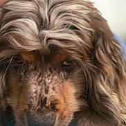 Clyde joined the competition — help win amazing prizes! animal, brown, canine, close_up, cute, dog, expression, face, fur, furry, indoor, long_hair, muzzle, pet, portrait, shy, soft_focus, tan, wavy_fur, whiskers