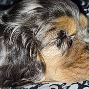Clyde is registered to the contest to win money with this photo: dog, close_up, sleeping, fur, brown_fur, black_fur, tan_fur, pet, animal, resting, face, snout, whiskers, blanket, patterned_blanket, indoor, cozy, calm, cute, domestic