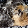dog, close_up, sleeping, fur, brown_fur, black_fur, tan_fur, pet, animal, resting, face, snout, whiskers, blanket, patterned_blanket, indoor, cozy, calm, cute, domestic