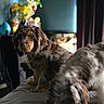 Clyde joined the competition — help win amazing prizes! animal, bed, black, blanket, brown, canine, cozy, curtain, dog, domestic, flower_bouquet, fur, furniture, home, indoor, pet, portrait, resting, soft_light, white