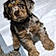 Clyde