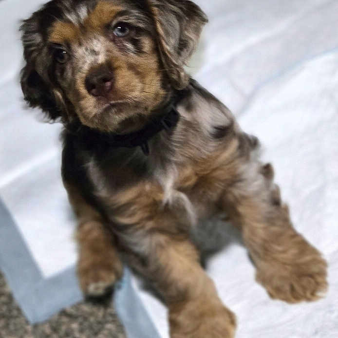 Clyde