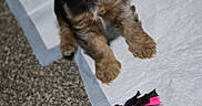 Clyde joined the competition — help win amazing prizes! puppy, dog, training_pad, carpet, toy, rope_toy, brown_fur, black_fur, pet, animal, indoor, cute, young_dog, playful, looking_up, sitting, fur, collar, domestic_animal, pet_toy
