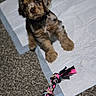 puppy, dog, training_pad, carpet, toy, rope_toy, brown_fur, black_fur, pet, animal, indoor, cute, young_dog, playful, looking_up, sitting, fur, collar, domestic_animal, pet_toy