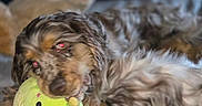 Clyde is registered to the contest to win money with this photo: animal, bed, brown, close_up, companion, cozy, cute, dog, domestic, fluffy, fur, indoor, pet, playing, plush_toy, resting, sleepy, snuggling, toy, white