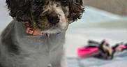 Bonnie is registered to the contest to win money with this photo: puppy, dog, toy, rope_toy, cute, pet, animal, indoor, soft_surface, floppy_ears, speckled_coat, curious, young_dog, white_paws, collar, close_up, blurred_background, sitting, playful, domestic_animal